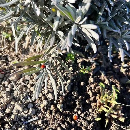 Casa Laggiu בית נופש Gradoli