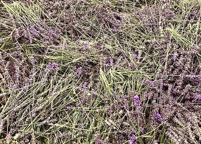 בית נופש Casa Laggiu *